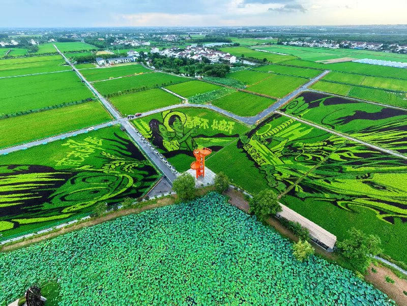 东南村稻田画